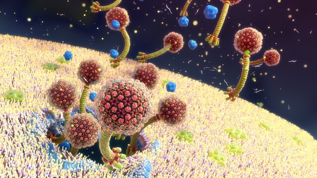 Siphoviruses exiting an infected bacterium, illustration