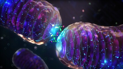 Mitochondrial fusion, illustration