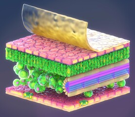 Plant leaf structure, illustration