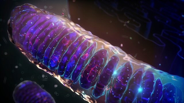 Mitochondrial fusion, illustration