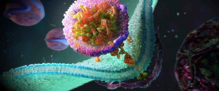 LDL receptors on cell membrane, illustration