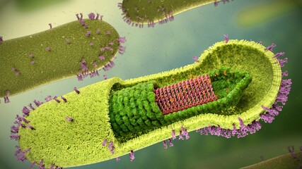 Baculovirus structure, illustration