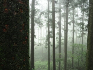 霧に包まれた森の木