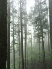 霧に包まれた森の木