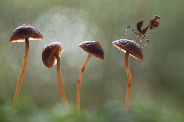Deroplatys Truncata with Beautiful Mushrooms