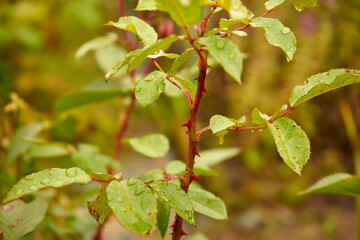 leaves, rose leaves, spikes, branches, plant