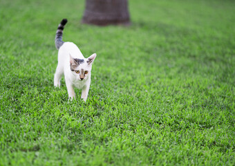 white dog running