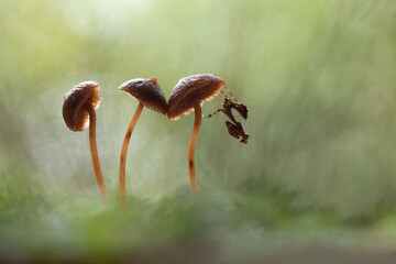 Deroplatys Truncata with Beautiful Mushrooms