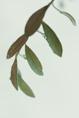 Obraz premium close up of olive branches