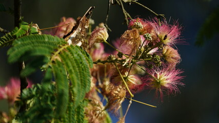 flor planta lilas natureza petalas 
