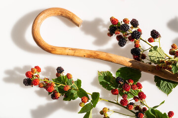 Früchte von der Brombeere in verschiedenen Reifestadien, an  Ranktrieben, auf hellem Untergrund.