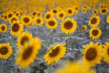 field of sunflowers