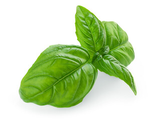Fresh green basil leaves isolated on white background, top view. Basil herb  .