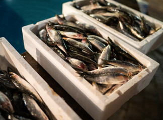 fresh fish on ice