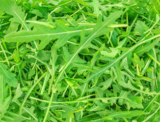 Arugula herb as a background. Green fresh  Rocket salad or arugula leaf,, macro textura