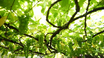 Fototapeta na wymiar videira uvas vinho planta folhas