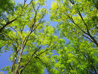 真夏の公園の欅と青空