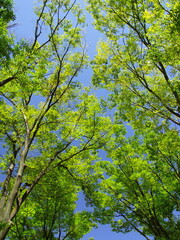 真夏の公園の欅と青空