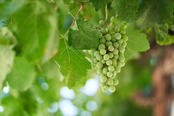 bunch of grapes