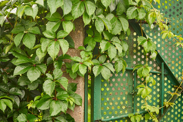 ivy, leaves, ivy leaves, plant, gate, garden