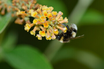Gartenhummel (Bombus hortorum) auf Sommerflieder