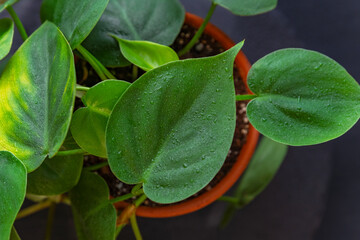 Green leaves in drops of water close-up. Houseplant philodendron on black background © somemeans