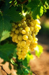 Fototapeta premium Bunchs Of White Grapes
