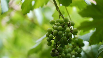 uvas videira planta verde folhas frutos