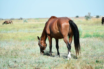 Fototapeta premium Red horse grazing in summer field 