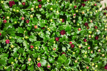 Callistemon bushes blooming with red flowers in a green park