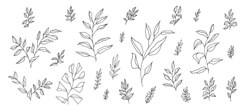 Vector boho aesthetic botanical set of black linear hand-drawn twigs isolated on white. Bohemian style artistic branches for wedding invitation. Vintage elegant doodle herb drawing. Foliage decoration