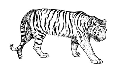 Hand drawn black and white sketch of Tiger. Wild animal. Tiger is a symbol of the 2022 Chinese New Year. Holiday vector illustration of Zodiac Sign of tiger for greeting card, flyer, banner, calendar