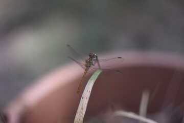 dragonfly on a branch