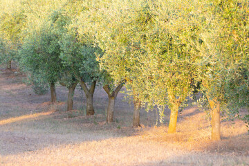 Naklejka premium Campo de olivos al atardecer