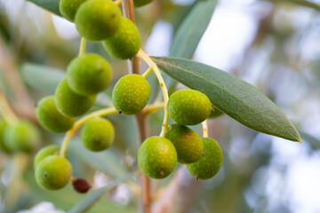 Aceitunas en las ramas de un olivo. Dieta Mediterránea