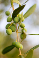 Aceitunas en las ramas de un olivo. Dieta Mediterránea