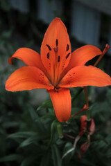 Red lily.
