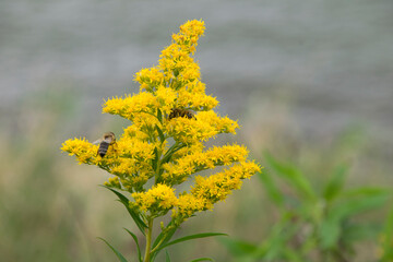 Goldrute (Solidago), blühend, mit Biene