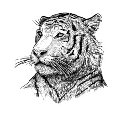 Hand drawn black and white sketch of Tiger. Wild animal. Tiger is a symbol of the 2022 Chinese New Year. Holiday vector illustration of Zodiac Sign of tiger for greeting card, flyer, banner, calendar