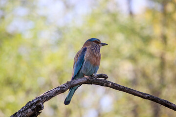 An Indian Roller bird aka Coracias benghalensis perched on a branch in the Pench National Park in Madhya Pradesh, India.