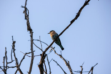 An Indian Roller bird aka Coracias benghalensis perched on a branch in the Pench National Park in Madhya Pradesh, India.