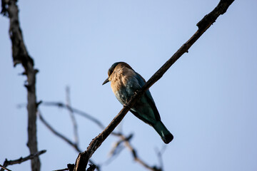 An Indian Roller bird aka Coracias benghalensis perched on a branch in the Pench National Park in Madhya Pradesh, India.