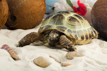Turtle on a beach