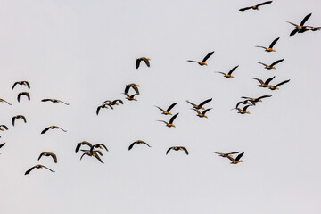A large flock of bar headed geese flying in the sky in the Kanha National Park in Madhya Pradesh, India.