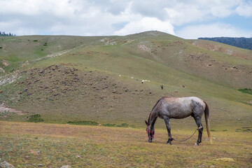 Obraz premium Grazing horse in mountains. Assy plateau, Kazakhstan. Tourism, travel in Kazakhstan concept.