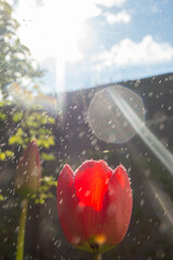 Red tulip with small splashes, on a blurred background, in front of the sun