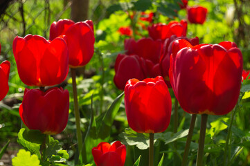 many red blooming red tulips, on blurred background. Nature, flowers, spring