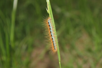 caterpillar on a grass