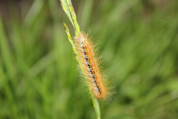 caterpillar on the grass