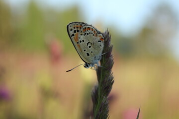 butterfly on grass